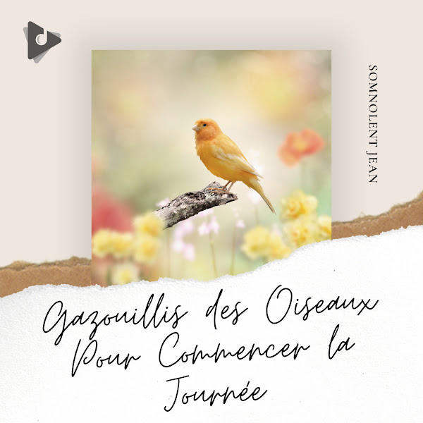 Gazouillis des Oiseaux Pour Commencer la Journée